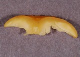 Chrysomphalina aurantiaca image