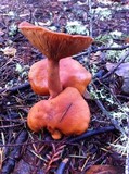 Lactarius fragilis var. rubidus image