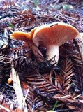 Lactarius fragilis var. rubidus image