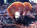 Lactarius fragilis var. rubidus image