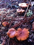 Lactarius fragilis var. rubidus image