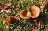 Paxillus involutus image