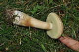 Boletus pallidus image