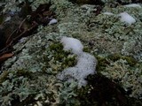 Flavoparmelia baltimorensis image