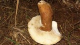 Gyroporus castaneus image