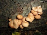 Lentinula lateritia image