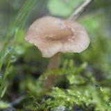 Contumyces rosellus image