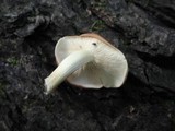 Lentinula lateritia image