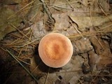 Clitocybe costata image