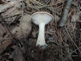 Clitocybe costata image