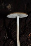 Oudemansiella furfuracea image