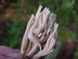 Clavulina cinerea image