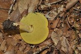 Boletus sensibilis image