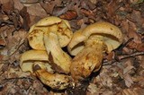 Gymnopilus validipes image