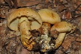 Gymnopilus validipes image