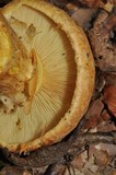 Gymnopilus validipes image