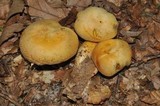 Gymnopilus validipes image