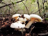 Hygrophorus eburneus image