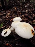 Hygrophorus eburneus image