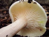 Hygrophorus eburneus image