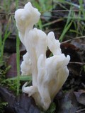 Clavulina rugosa image
