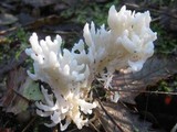 Clavulina rugosa image