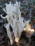 Clavulina rugosa image