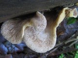 Tapinella panuoides image