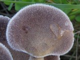Lentinus strigosus image