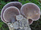 Lentinus strigosus image
