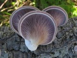 Panus neostrigosus image
