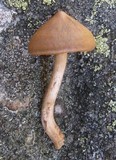 Cortinarius semisanguineus image