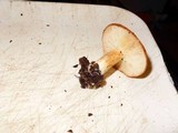 Lactarius xanthogalactus image