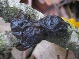 Exidia truncata image