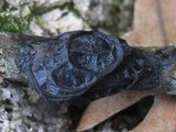Exidia truncata image