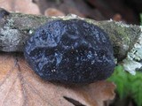 Exidia truncata image