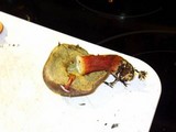 Boletus zelleri image