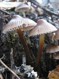 Mycena inclinata image