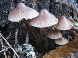 Mycena inclinata image