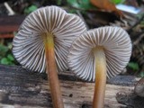 Mycena inclinata image