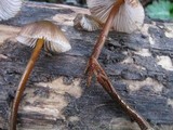 Mycena inclinata image