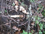 Mycena inclinata image