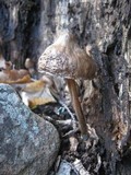 Mycena inclinata image