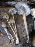 Mycena inclinata image