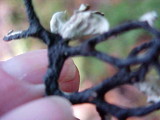 Hypogymnia imshaugii image