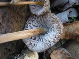 Mycena inclinata image