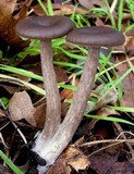 Pseudoclitocybe cyathiformis image