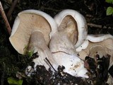 Clitocybe subconnexa image