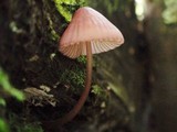 Mycena purpureofusca image