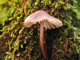 Mycena purpureofusca image